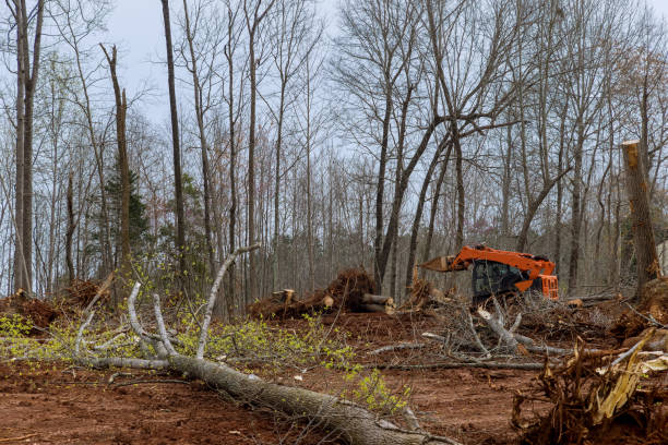 Best Arborist Consultation Services  in East Helena, MT